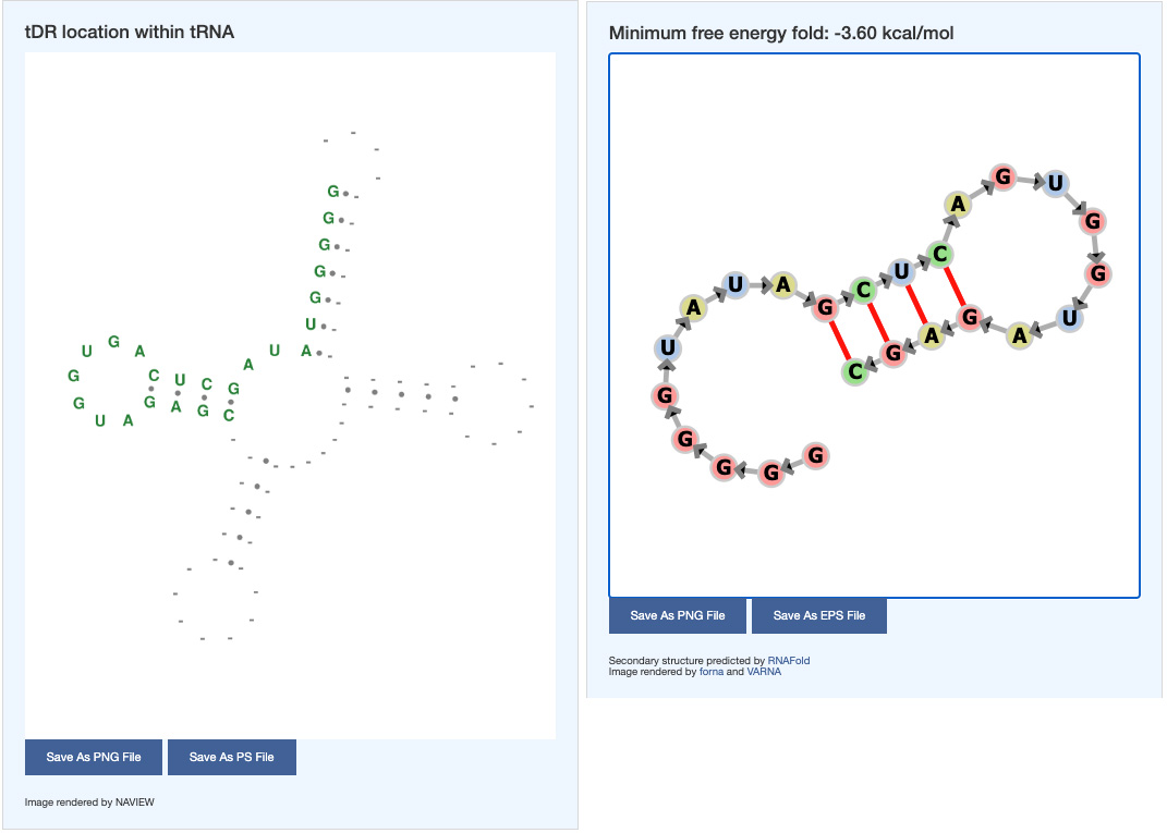 tDR secondary structures